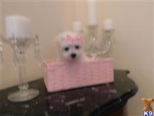 maltese puppy posted by Elegant Babies